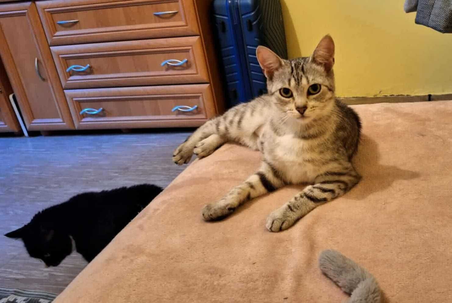 Srebrna,młodziutka,delikatna kotka,kociczka do spokojnego domu.ADOPCJA
