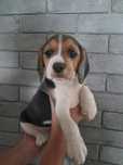 Beagle szczeniak