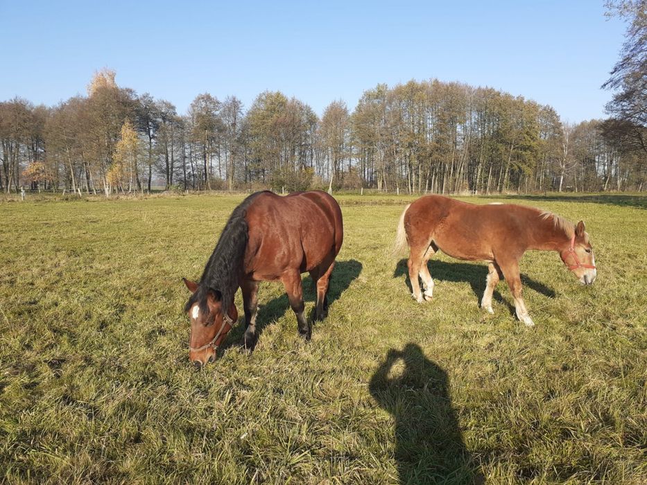 Klacz gniada zimnokrwista PKZ Polski Koń Zimnokrwisty źrebna