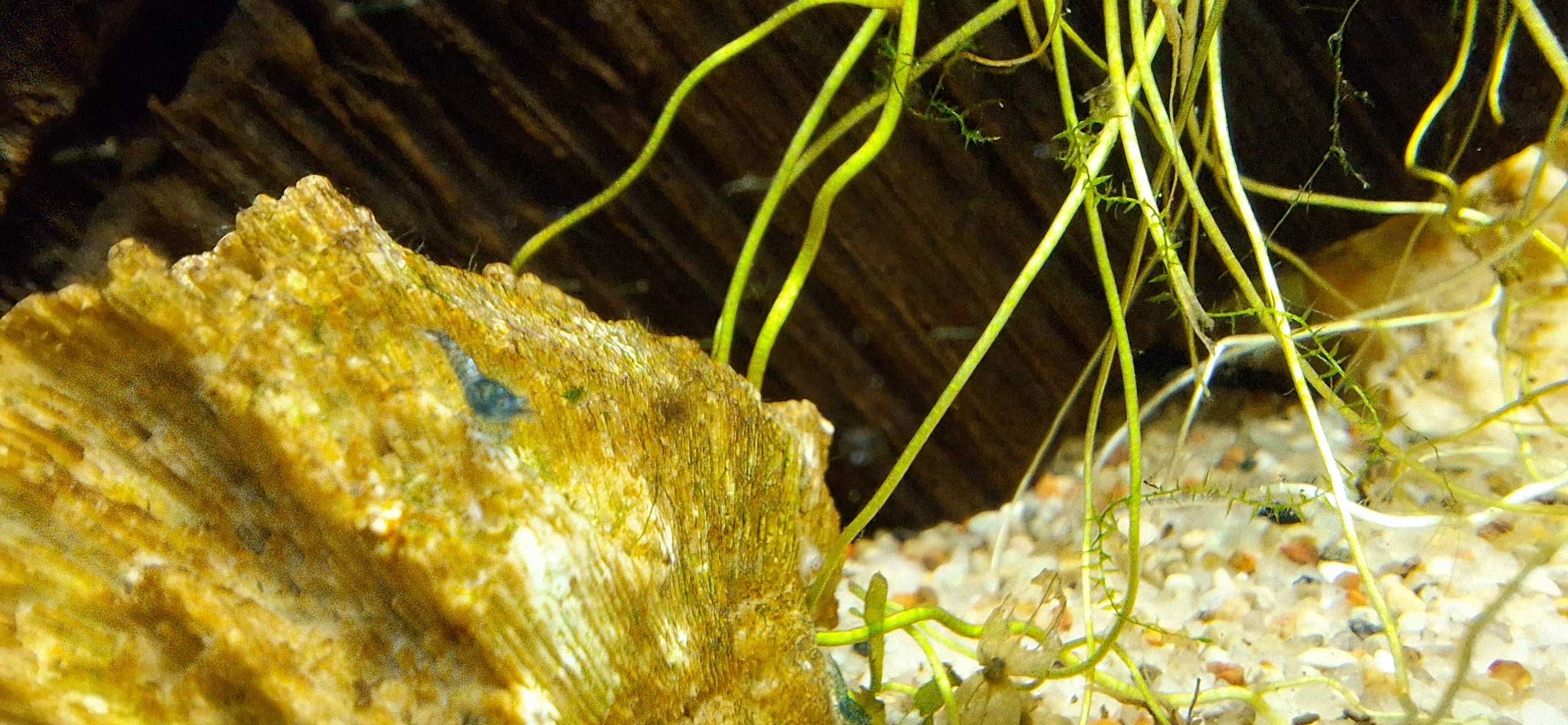 Krewetki miniaturowe Blue Velvet Neocaridina