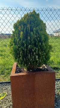 Thuja Aurea Nana