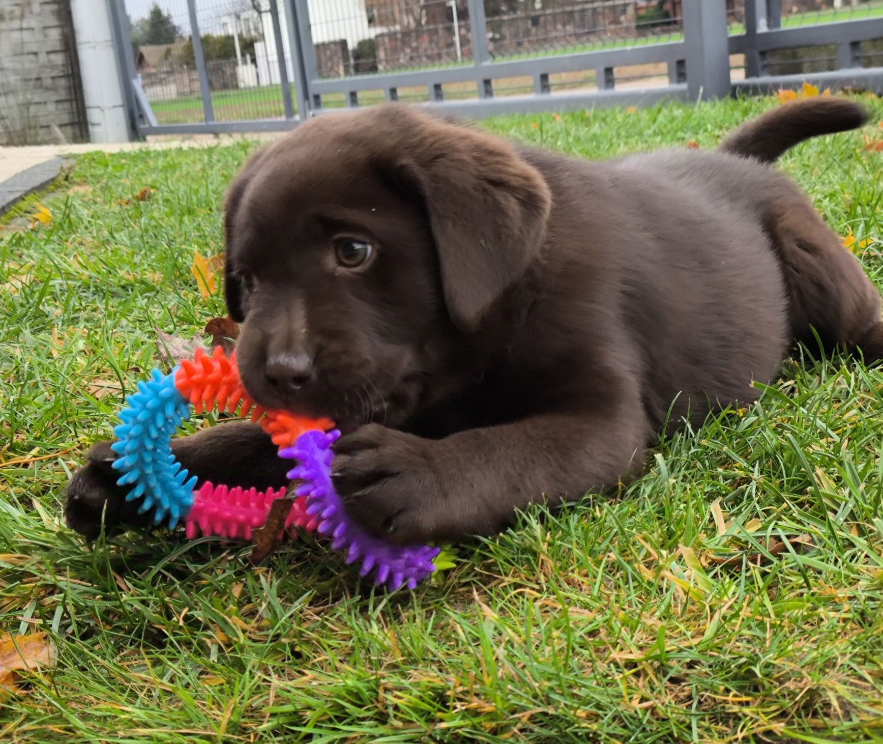 Labrador retriever suczka