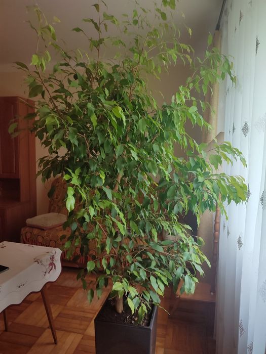 Kwiatek Ficus Benjamina