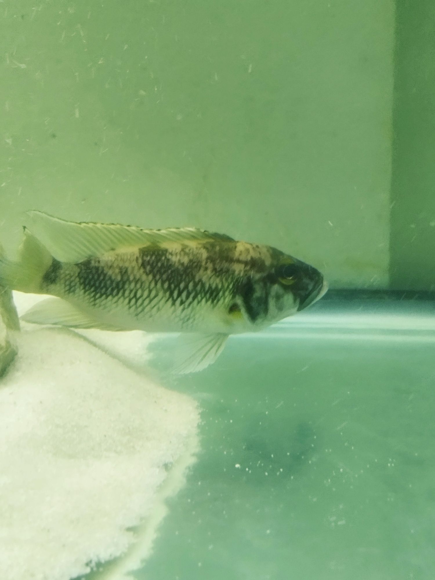 Lepidiolamprologus lemairi sibwesa f1