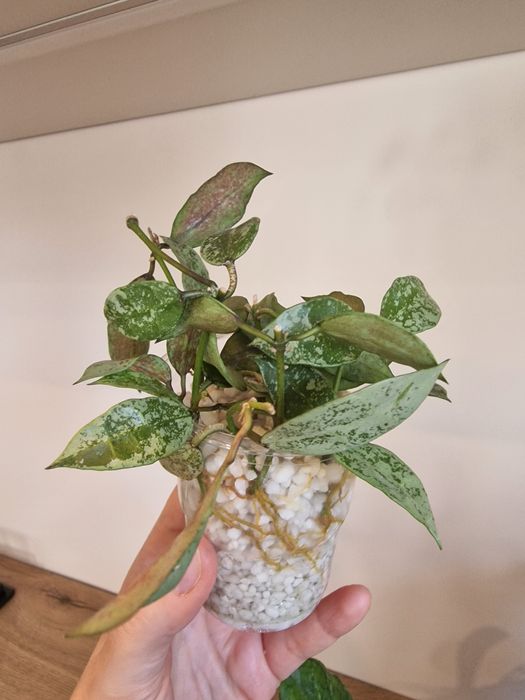 Hoya Snow Caps, ulorzeniona rosnąca