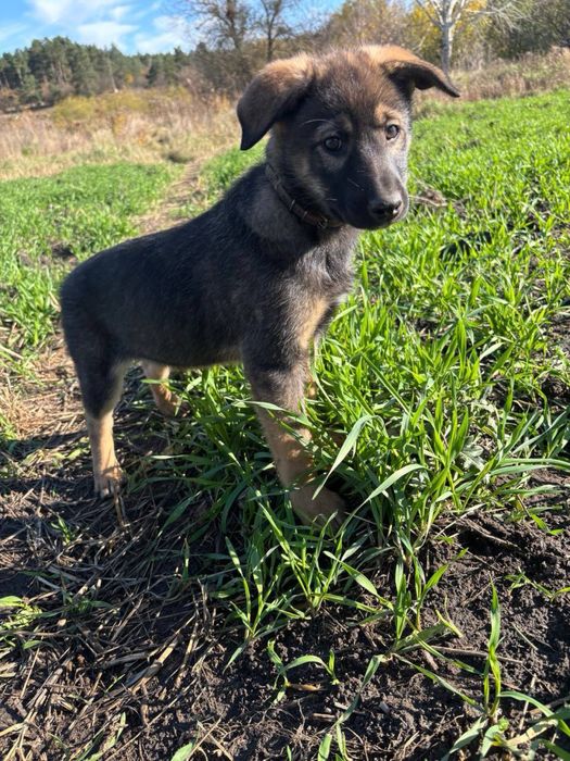 Чотири цуцики (1 хлопчик та 3 дівчинки)