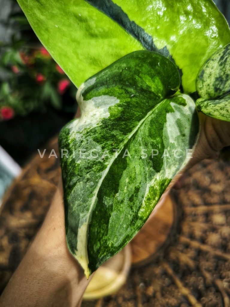 Zestaw liści scindapsus variegata jade Satin creme Brulee Mangurai