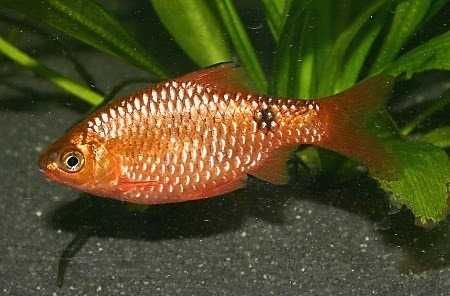 Brzanka różowa - Pethia conchonius - Barbus conchonius - dowóz