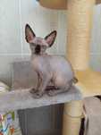 Gatinha   Sphynx