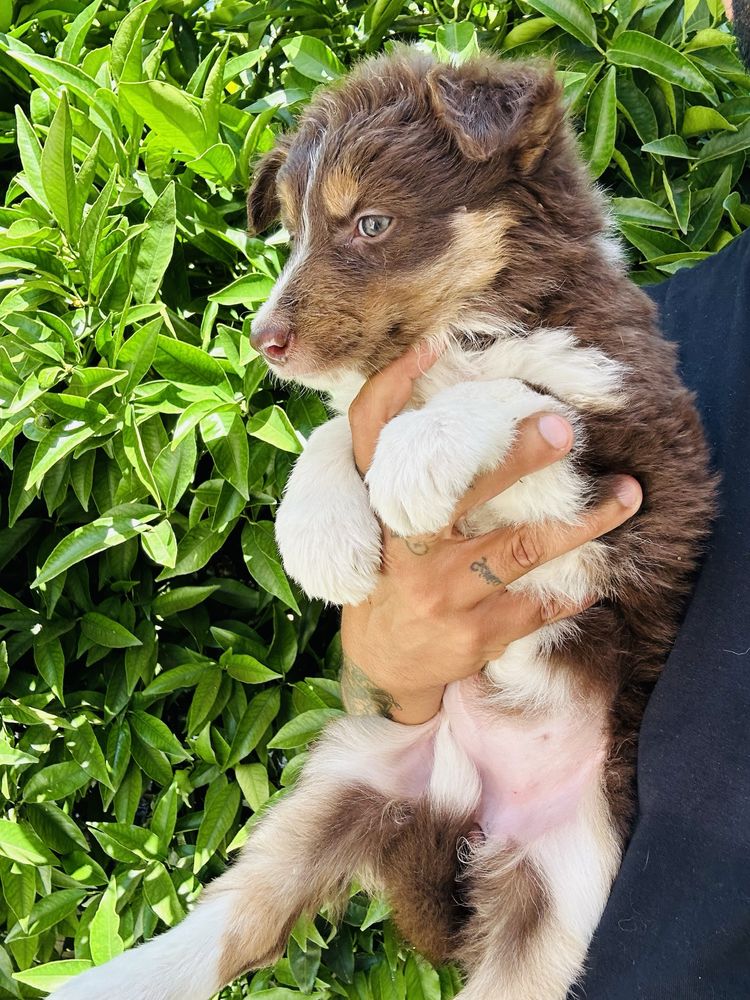 Menina border collie chocolate tricolor