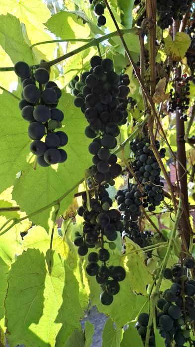 виноград ізабелла, кудрик