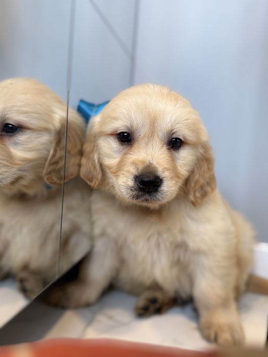 Golden Retriever szczeniak piesek biszkoptowa