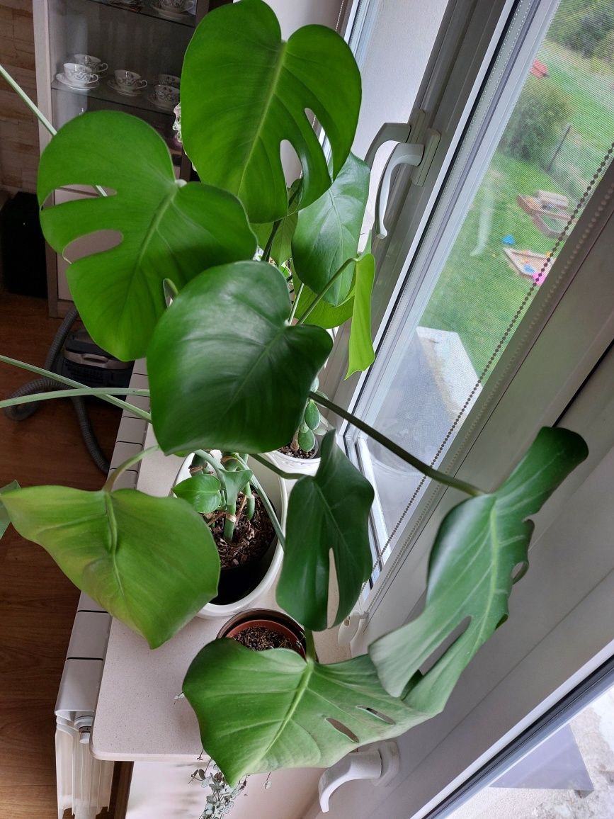 Monstera deliciosa