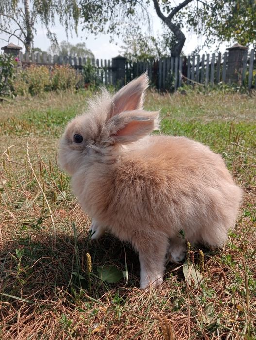 Продам декоративного кролика