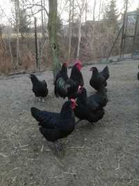 Australorp - jaja lęgowe