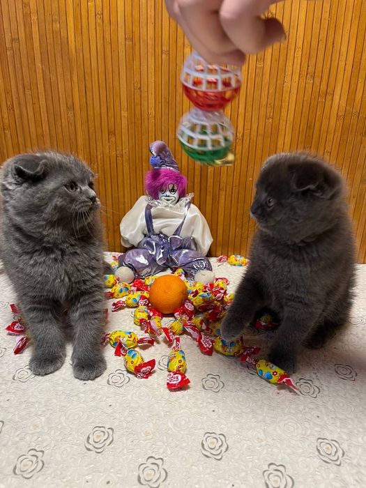 Котята британцы.