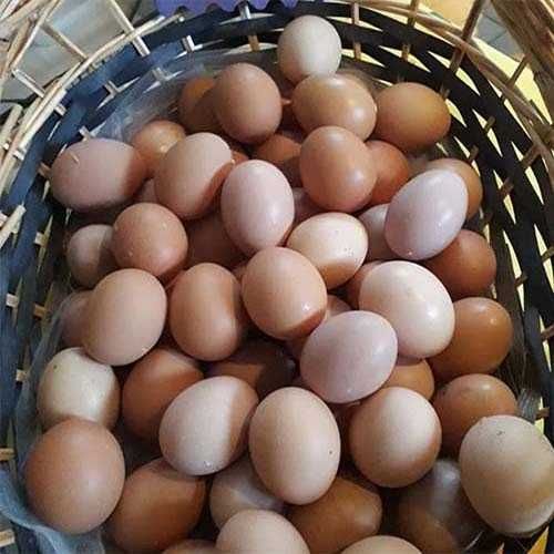 Яйце куряче домашнє яйце курки