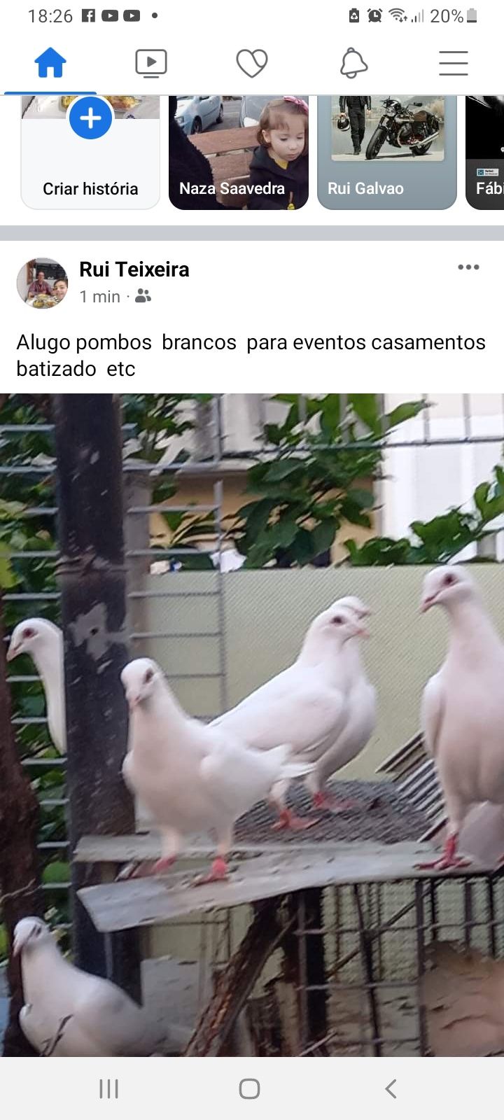 Vendo pombos brancos