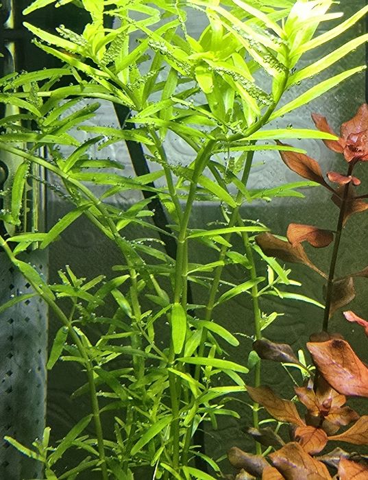 Акваріумні рослини