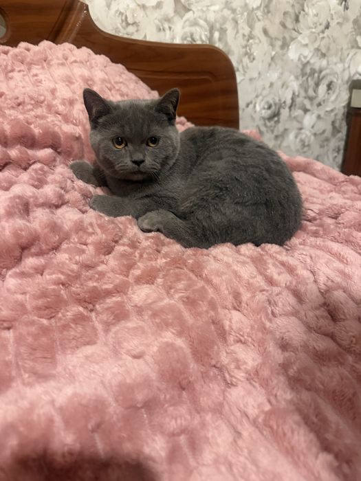 Продам шотландського котика