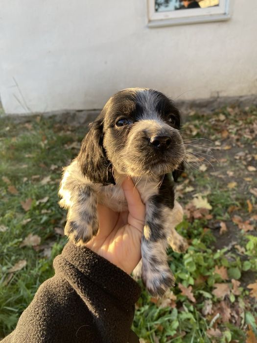 Продам цуценят руского спанієля