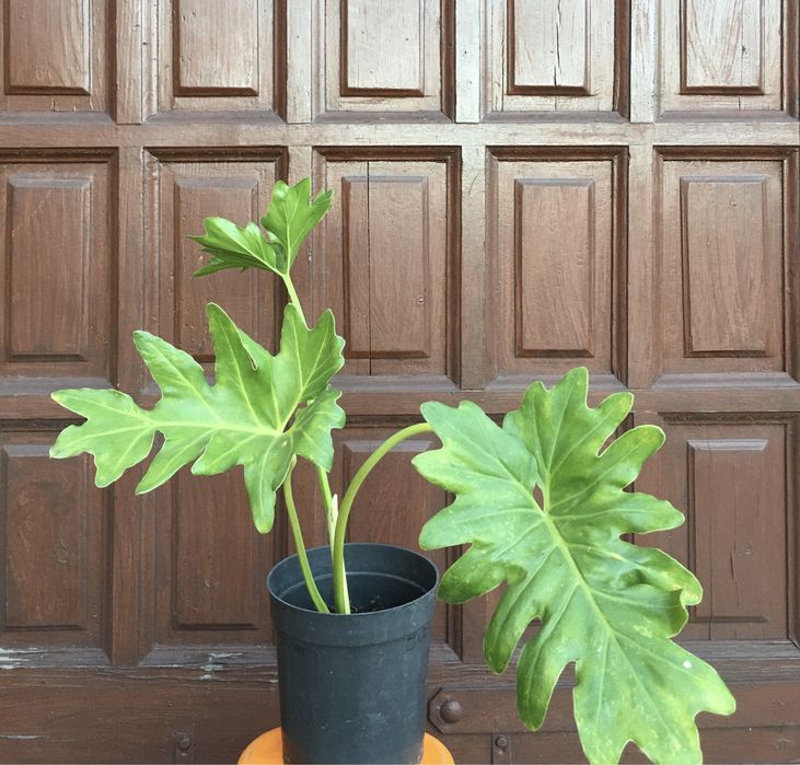 Philodendron filodendron