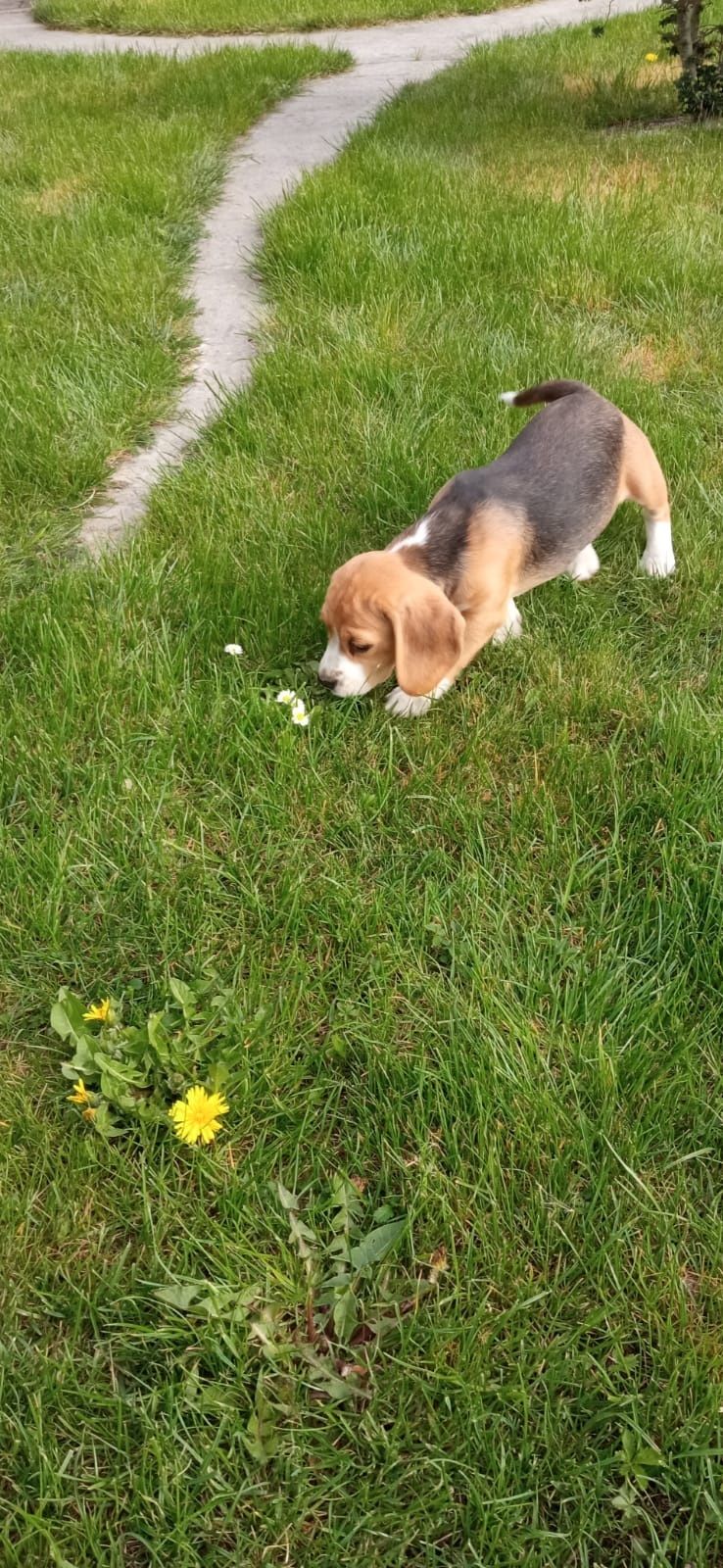 Beagle! Śliczne suczki