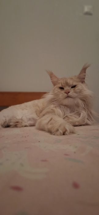 Kotka Maine Coon