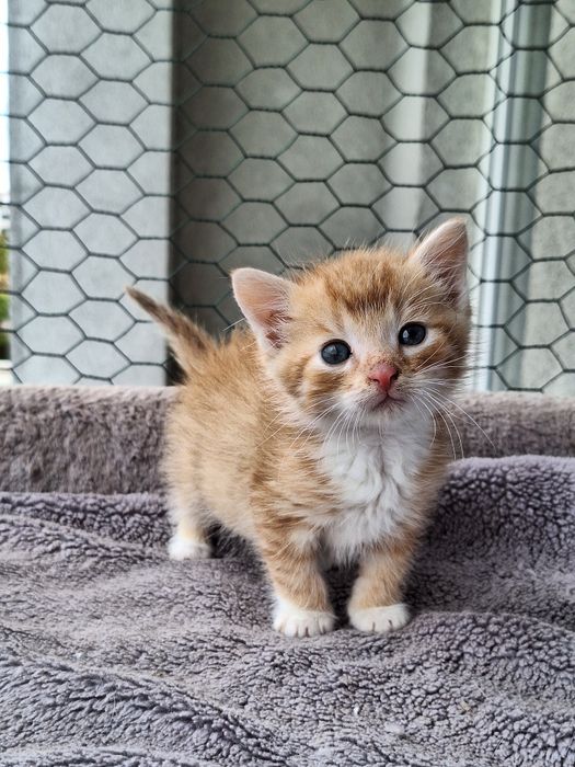 Aria i Karmel – dwie małe iskierki, wyjątkowo umaszczone RUDY