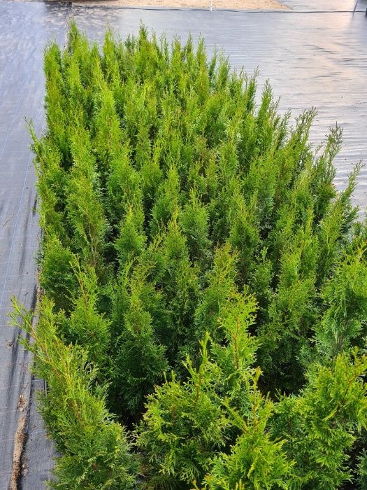 Tuja Szmaragd 80 - 100 cm w Donicy 3l -Max przyjec-Dowozimy- Supraśl