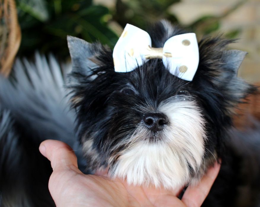 Yorkshire terrier biewer