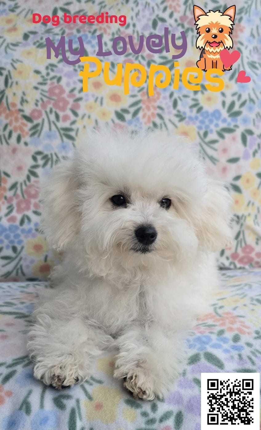 Maltipoo śliczna śnieżna dziewczynka