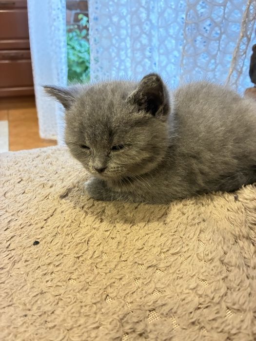 Шотландська кішечка