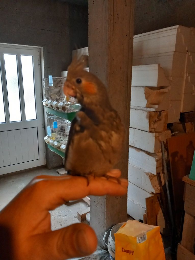 Caturra criada à mão
