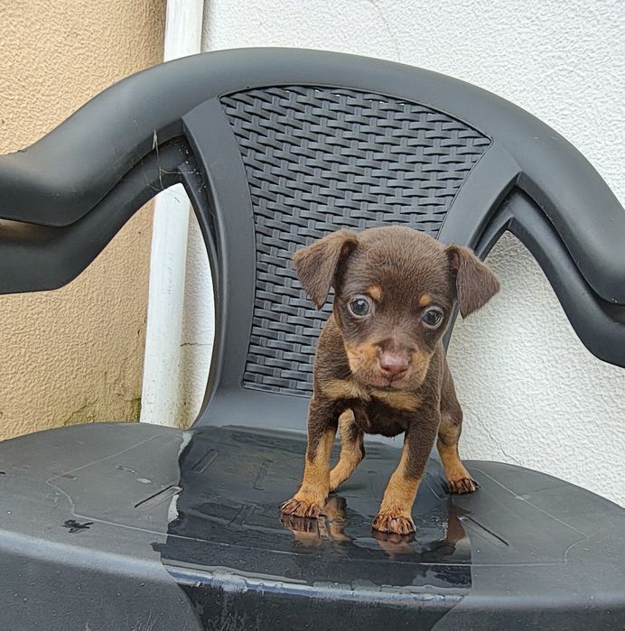 Pinscher macho chocolate