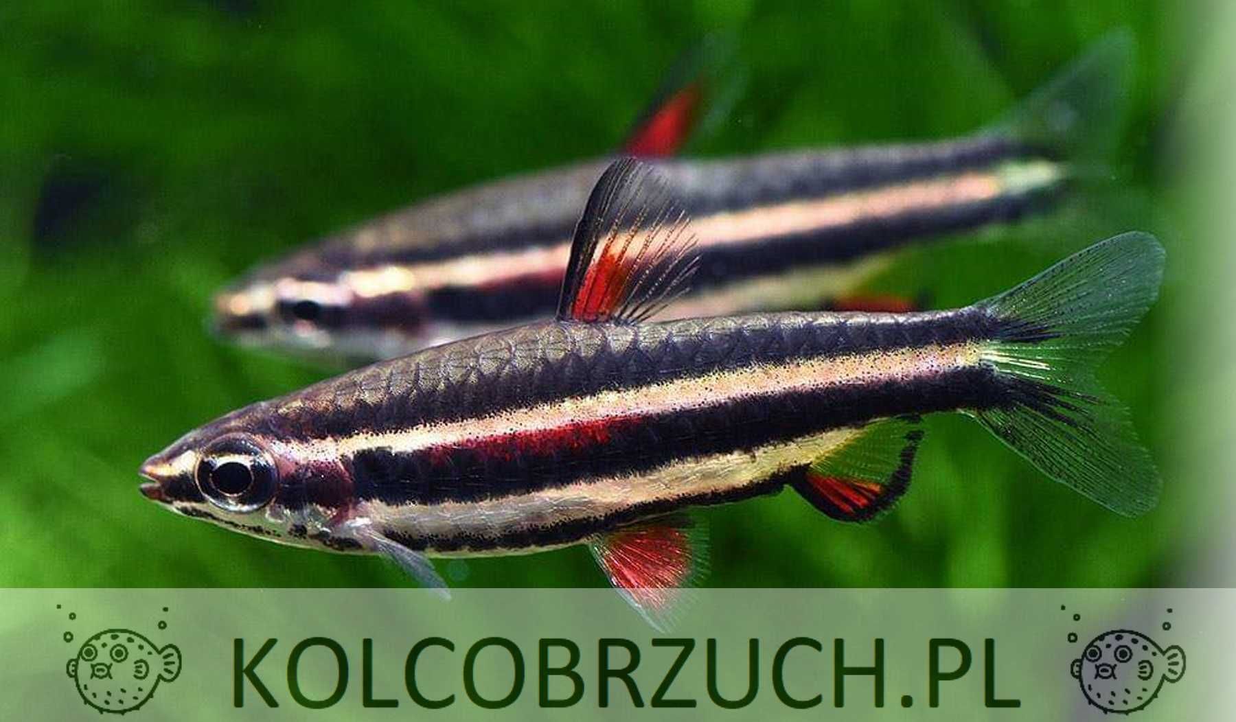 Drobnoustek obrzeżony - Nannostomus marginatus - dowóz, wysyłka