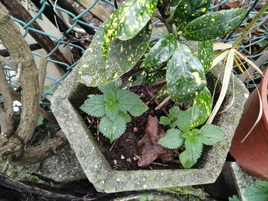 Planta Costela de Adão floreira antiga