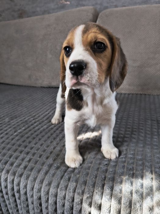 Beagle uroczy piesek-chłopiec