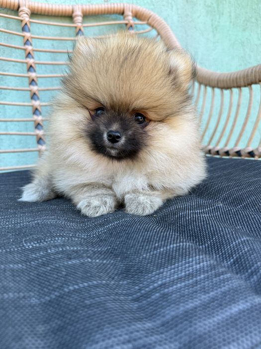 Śliczny Szpic miniaturowy Suczka sable BOO