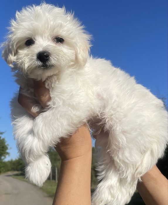 Шенок мальтипу f1