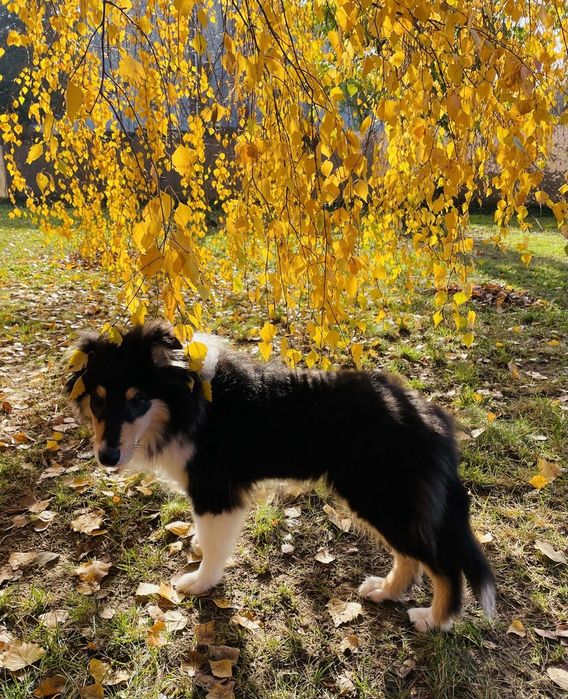 Gotowy do odbioru-Szczeniak Owczarek Szkocki Długowłosy Collie FCI
