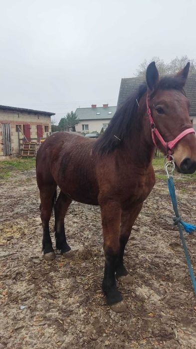 Półtoraroczny wałach