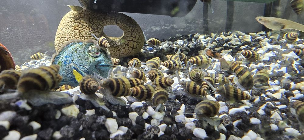 Sprzedam ślimaki Helenki