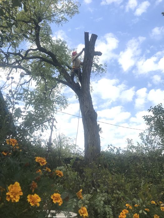 Спил високих дерев , зрізання аварійних гілок) є необхідне спорядження