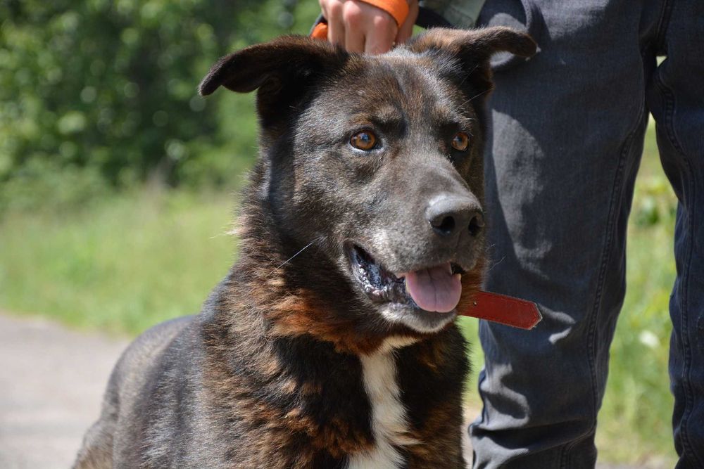 Cześć! Mam na imię Vuk – duży, łagodny chłopak o wielkim sercu