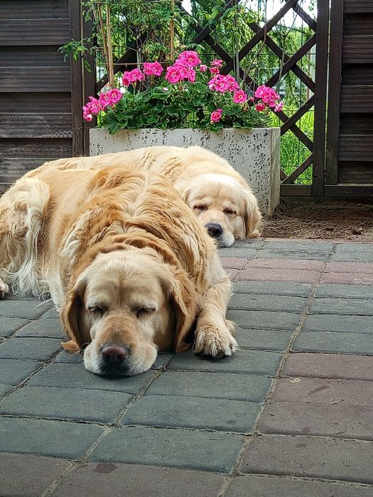 Piesek golden biszkopt