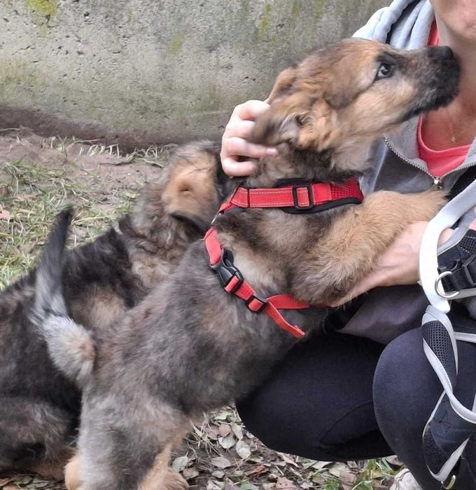 Szczeniak Gufi szuka domu