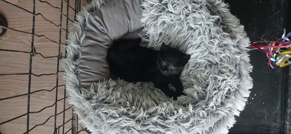 malutka kicia pilnie potrzebuje domku