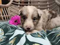 Border Collie Suczka Red Merle