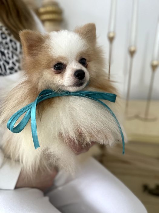 Померанські шпіци — Маленькі моделі для обіймів